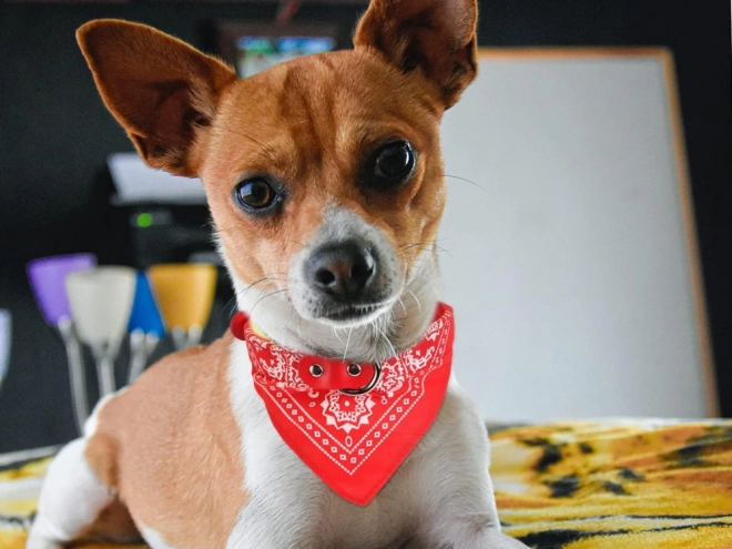 Collare per cani con bandana per cani e gatti