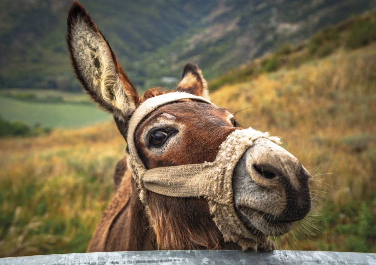Bellissimo motivo dell’asino in montagna