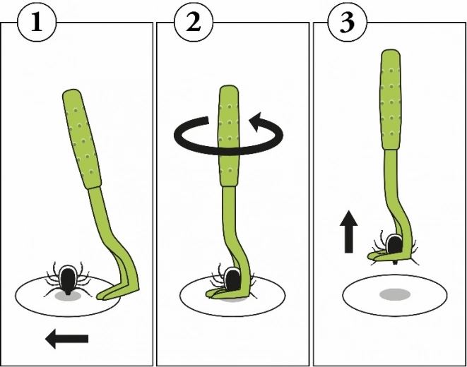 Procedura semplice passo dopo passo