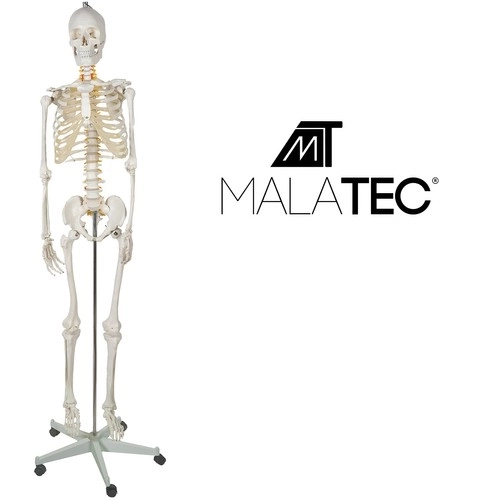 Anatomisches Modell Menschliches Skelett 180 cm