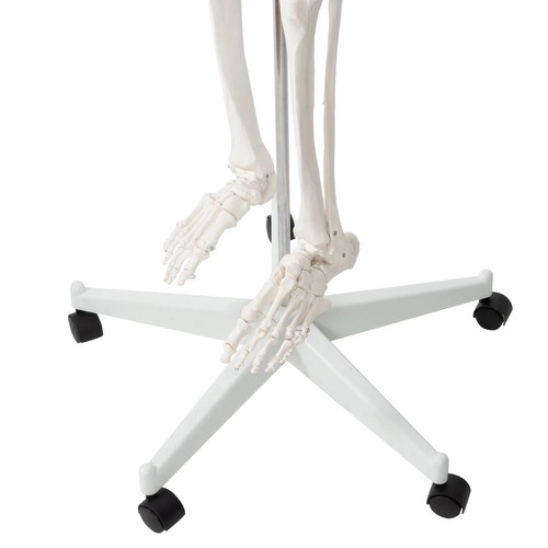 Anatomisches Modell Menschliches Skelett 180 cm