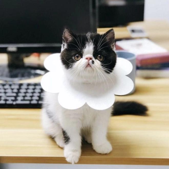 Suitable for various animals