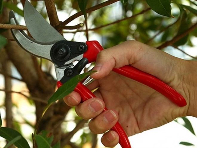Cesoie da giardino in acciaio forgiato