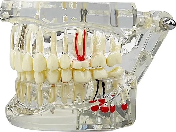 Realistische anatomie