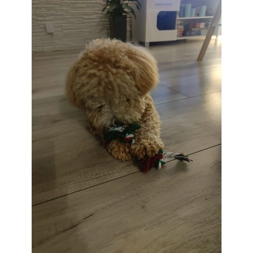 Regalo di Natale per cani - Giocattoli festivi Purlov