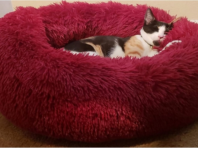 Pluchen kattenmand met zacht kussen voor op de bank 80 cm