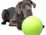 Giant Tennis Ball for Dogs XXL 24 cm