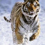 Ravensburger puzzel Tijger in de winter 500 stukjes